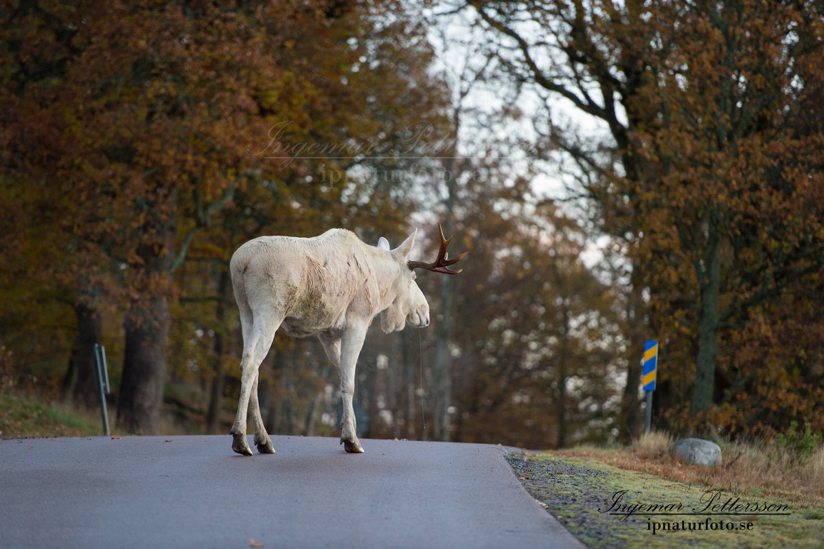 vit_alg_leucism_albino_spirit_moose_vitalg_whitemoose_elch_alces_ingemar_pettersson_bohuslan_va351