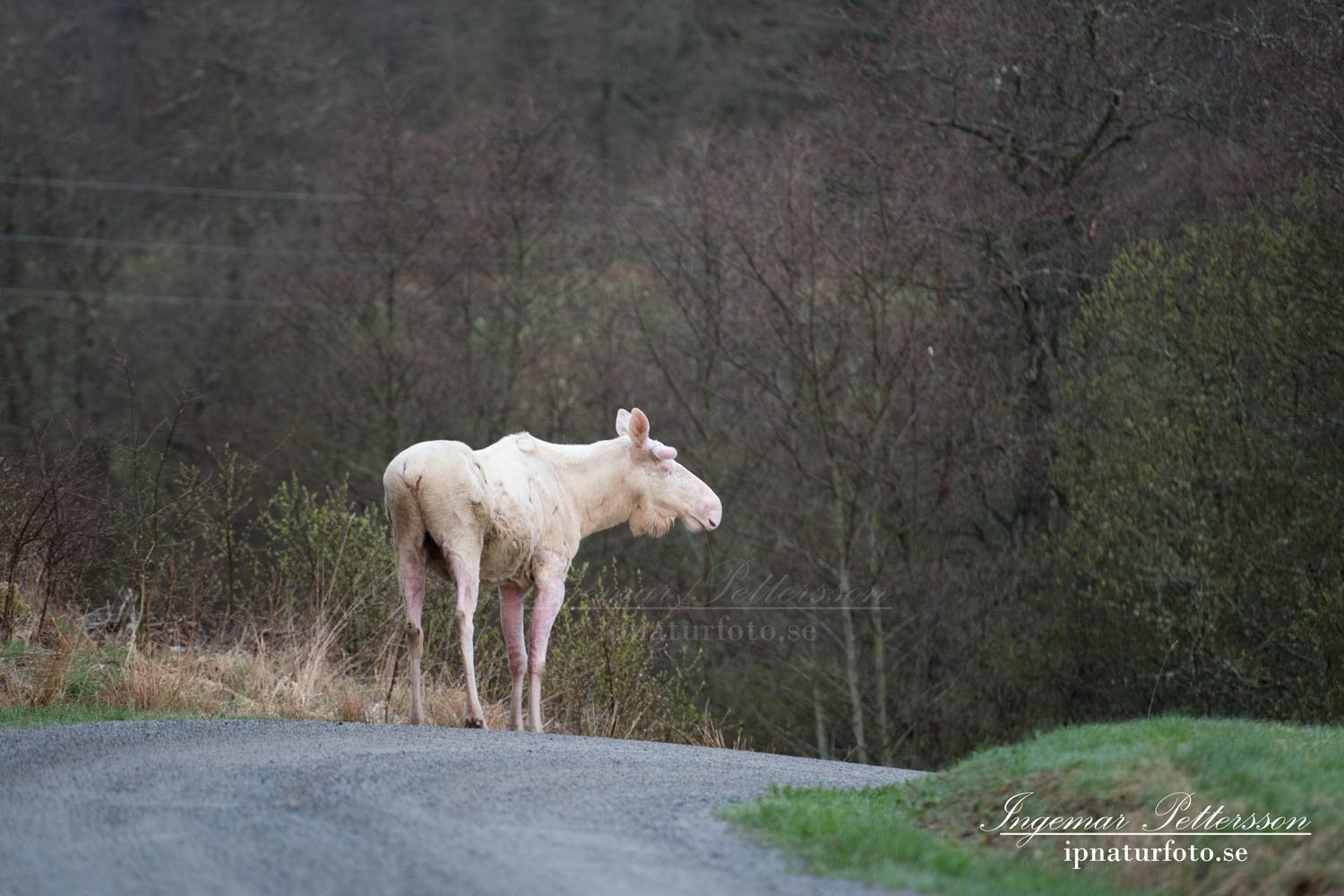 vit_alg_leucism_albino_spirit_moose_vitalg_whitemoose_elch_alces_ingemar_pettersson_bohuslan_va360