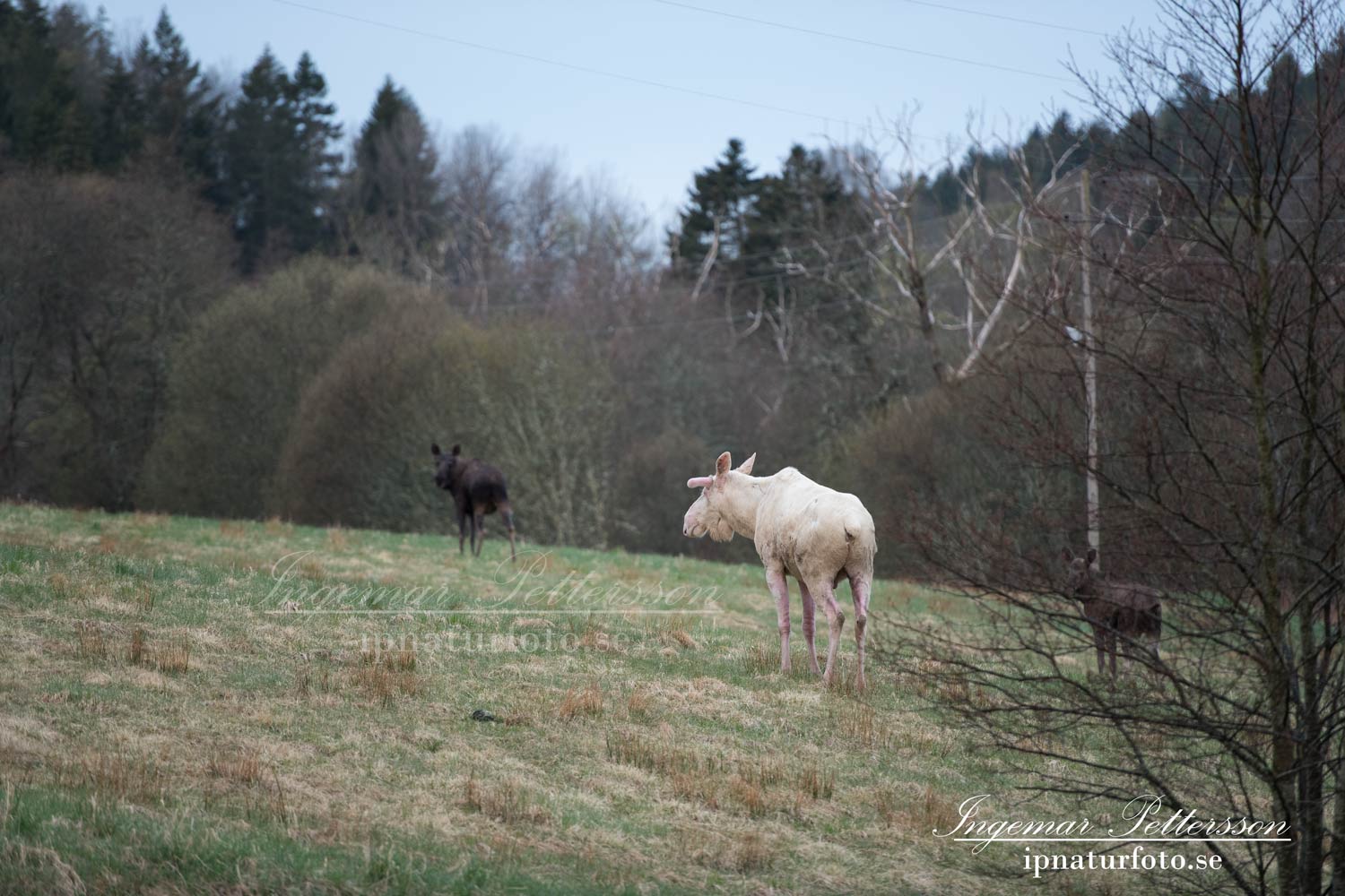 vit_alg_leucism_albino_spirit_moose_vitalg_whitemoose_elch_alces_ingemar_pettersson_bohuslan_va361