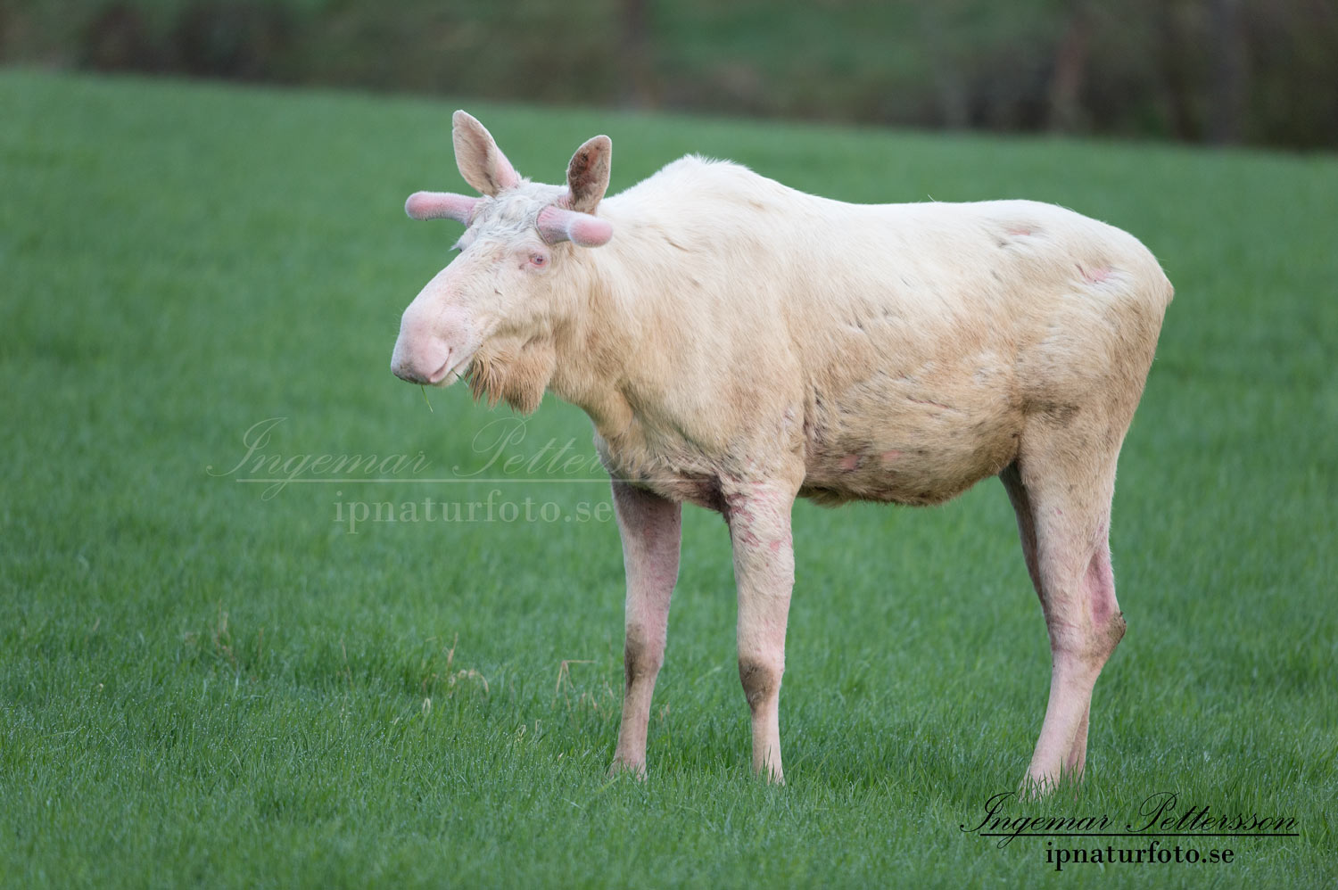 vit_alg_leucism_albino_spirit_moose_vitalg_whitemoose_elch_alces_ingemar_pettersson_bohuslan_va365