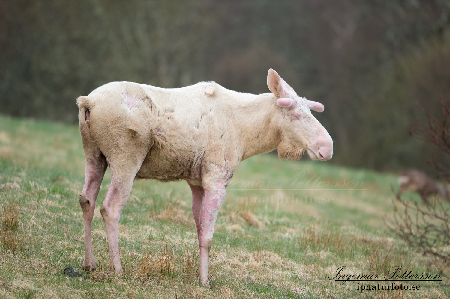 vit_alg_leucism_albino_spirit_moose_vitalg_whitemoose_elch_alces_ingemar_pettersson_bohuslan_va366