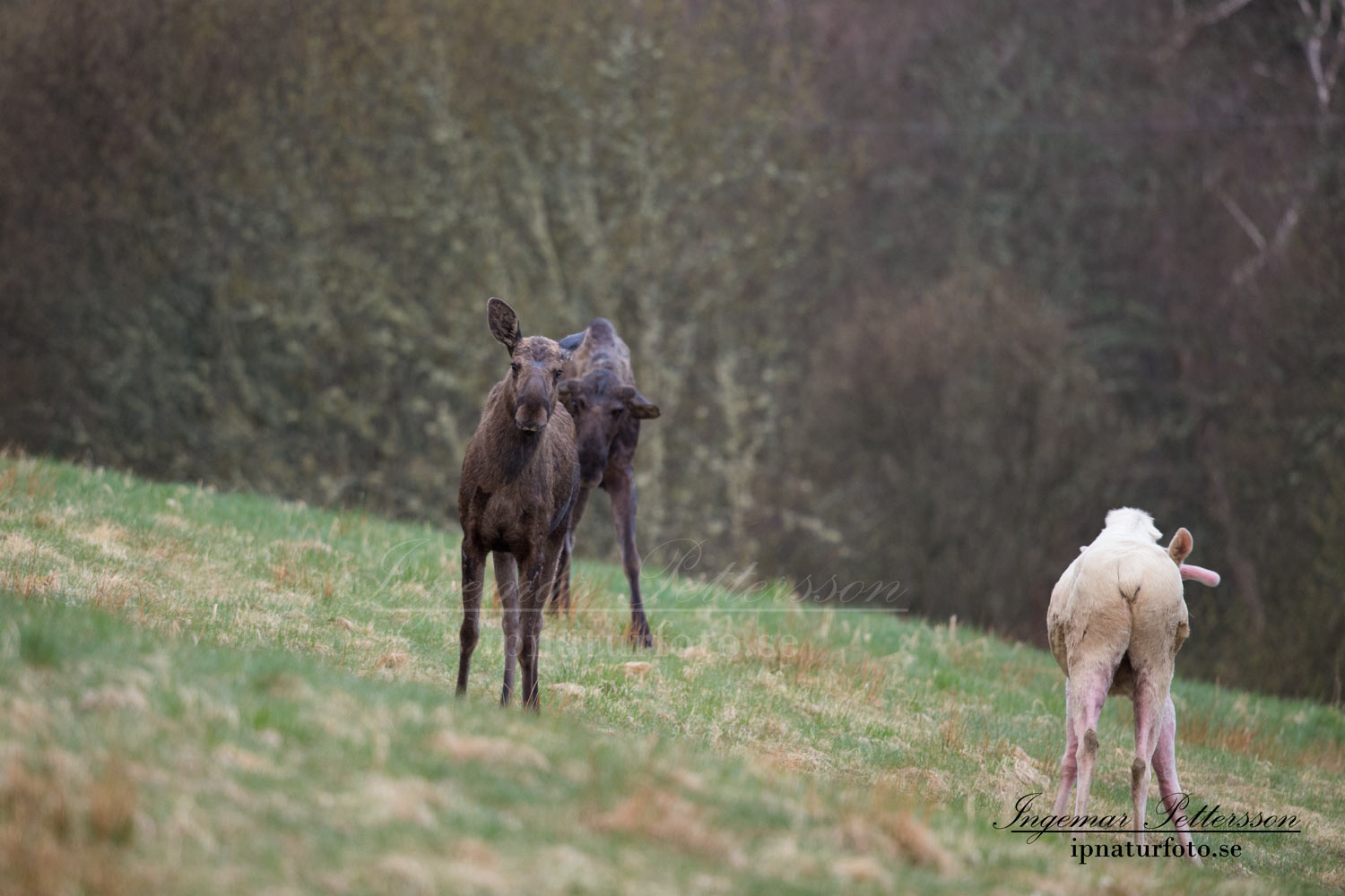 vit_alg_leucism_albino_spirit_moose_vitalg_whitemoose_elch_alces_ingemar_pettersson_bohuslan_va368