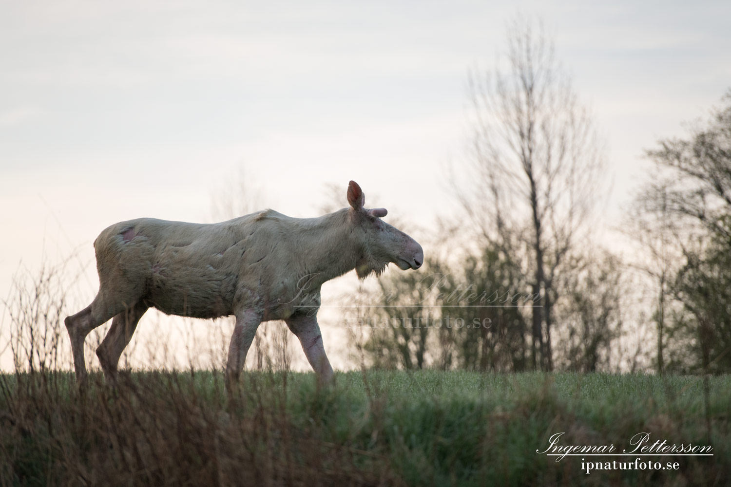 vit_alg_leucism_albino_spirit_moose_vitalg_whitemoose_elch_alces_ingemar_pettersson_bohuslan_va374