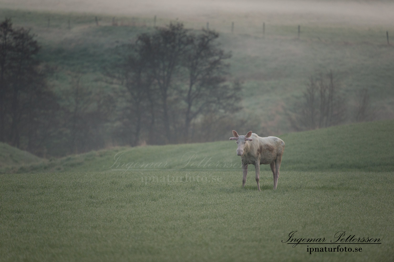vit_alg_leucism_albino_spirit_moose_vitalg_whitemoose_elch_alces_ingemar_pettersson_bohuslan_va376