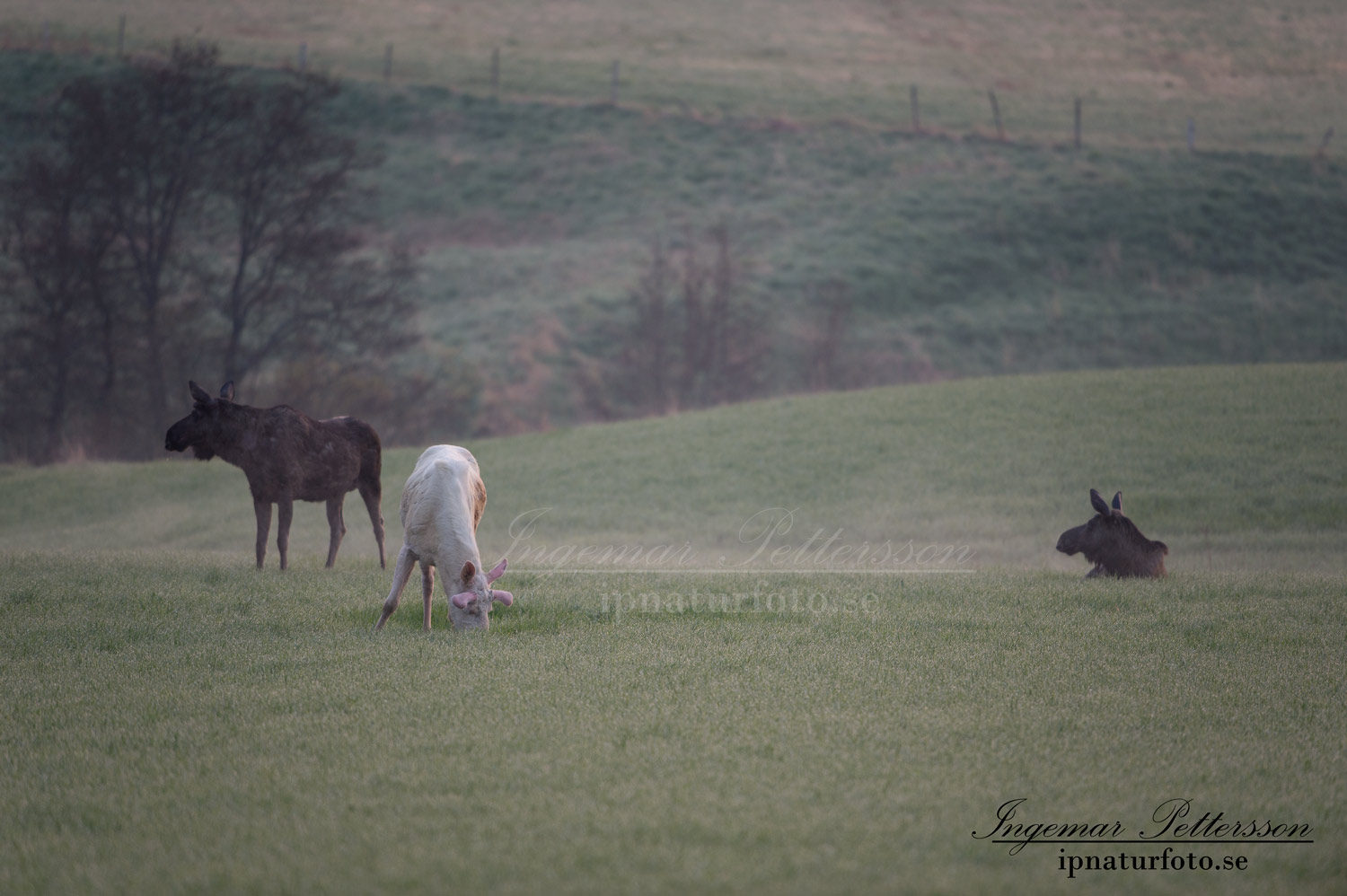 vit_alg_leucism_albino_spirit_moose_vitalg_whitemoose_elch_alces_ingemar_pettersson_bohuslan_va378