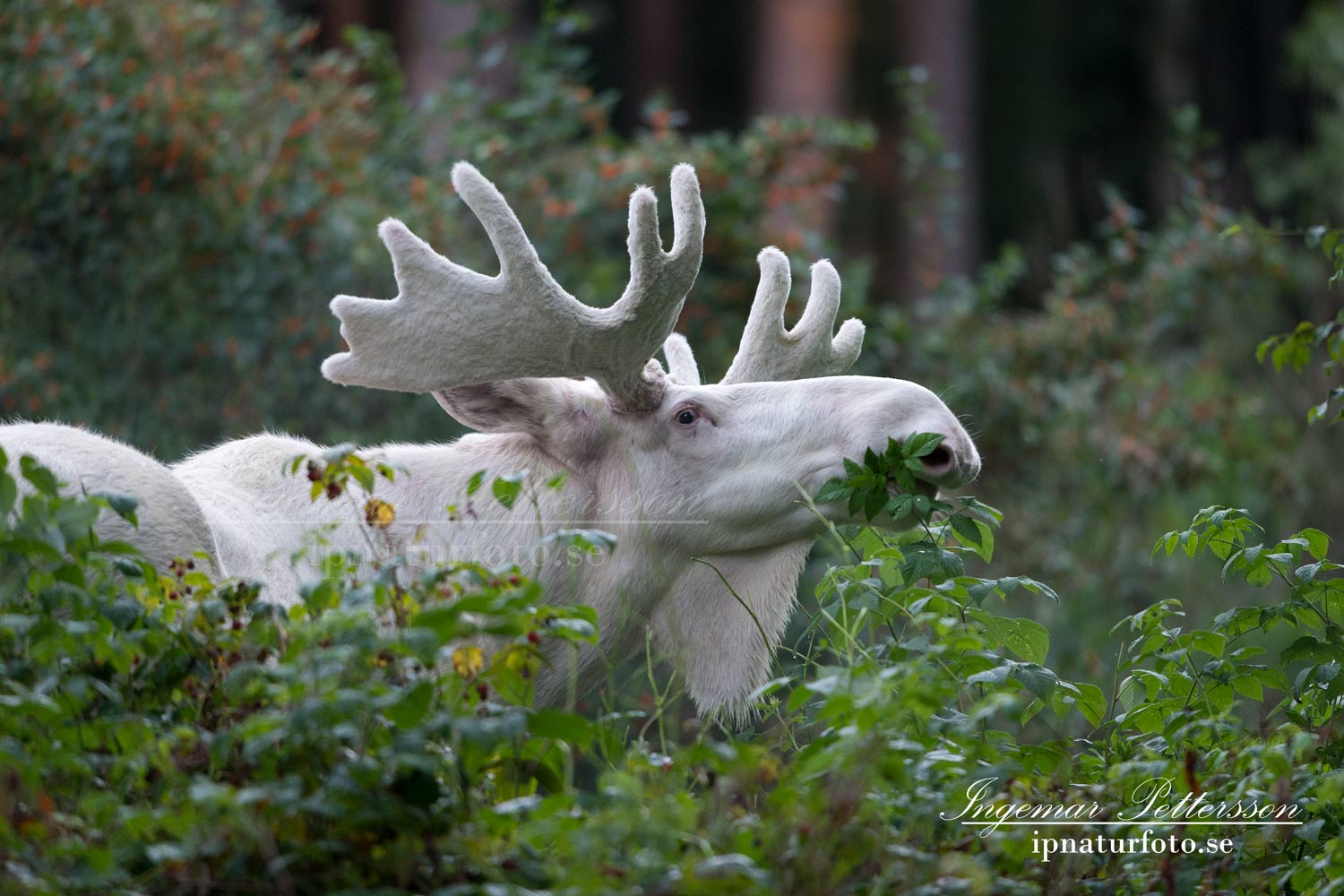vit_alg_leucism_albino_spirit_moose_vitalg_whitemoose_elch_alces_ingemar_pettersson_varmland_va322