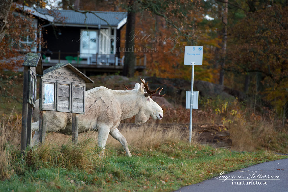 vit_alg_leucism_albino_spirit_moose_vitalg_whitemoose_elch_alces_vasttrafik_busshuallplats_bohuslan_va349