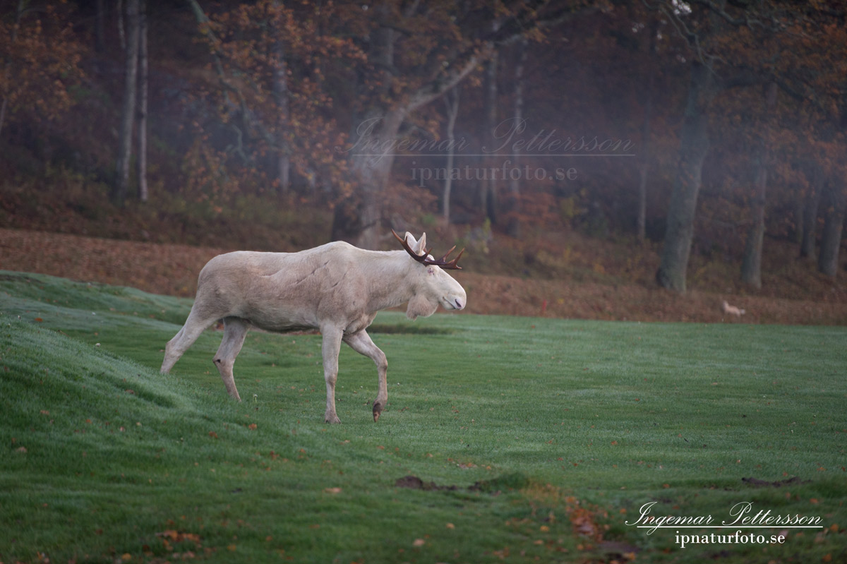 vit_alg_spirit_moose_fairway_white_moose_ingemar_pettersson_tjur_ipnaturfoto_se_golf_green_torreby_golf_player_va354