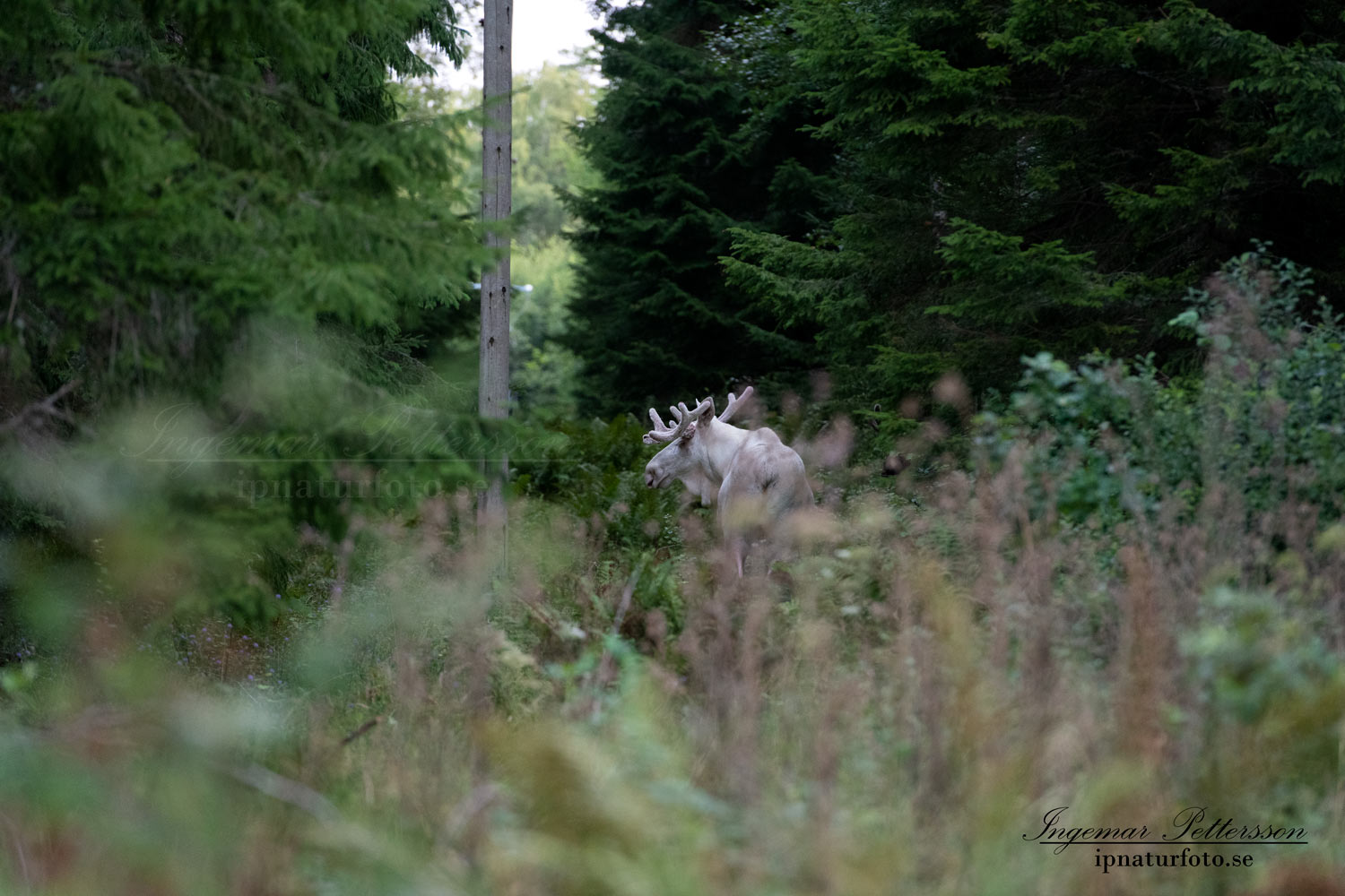 vit_alg_spirit_moose_white_moose_algjakt_ledningsgata_tjur_ipnaturfoto_se_va457