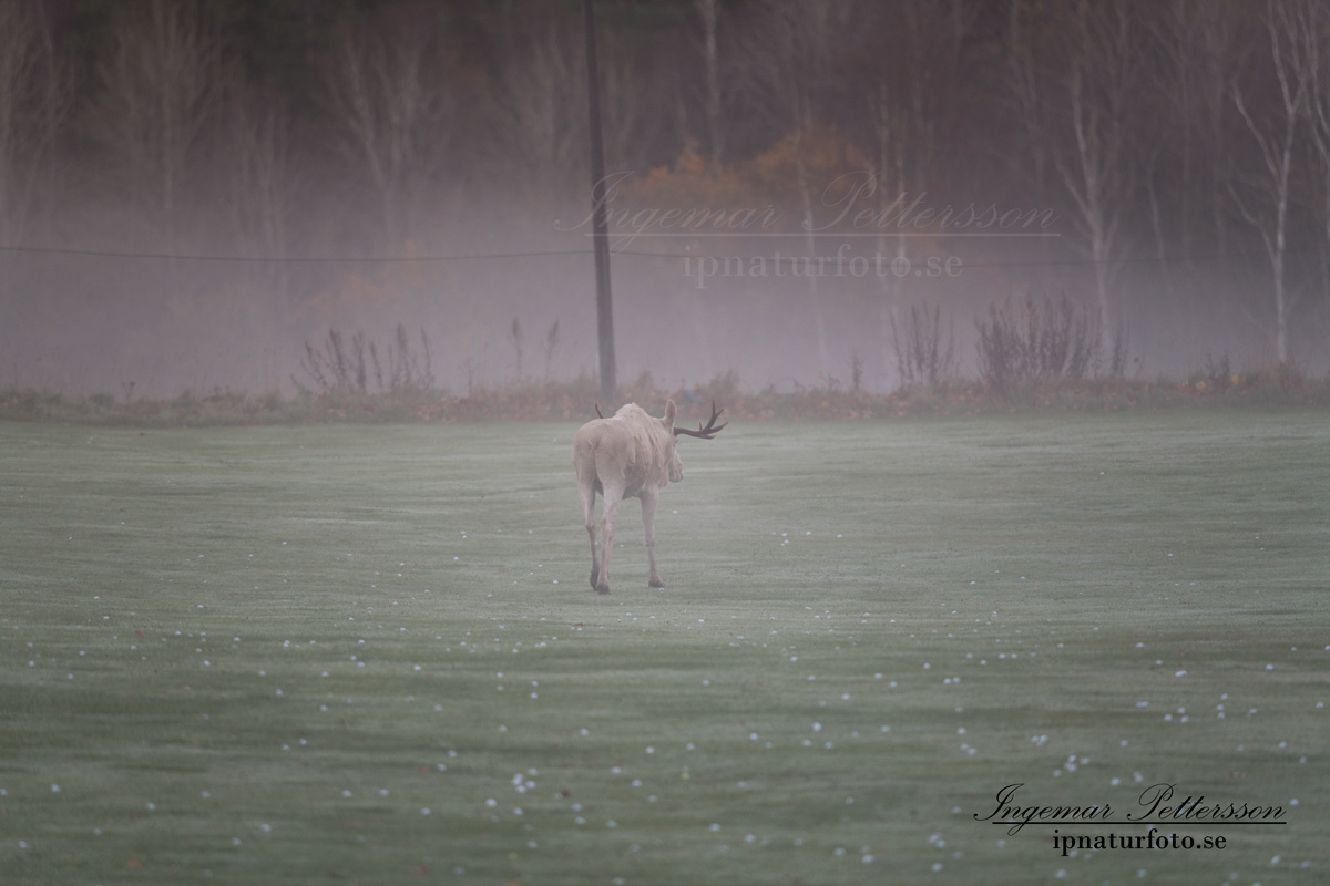 vit_alg_spirit_moose_white_moose_ingemar_pettersson_tjur_ipnaturfoto_se_golf_drivingrange_torreby_golf_player_va343