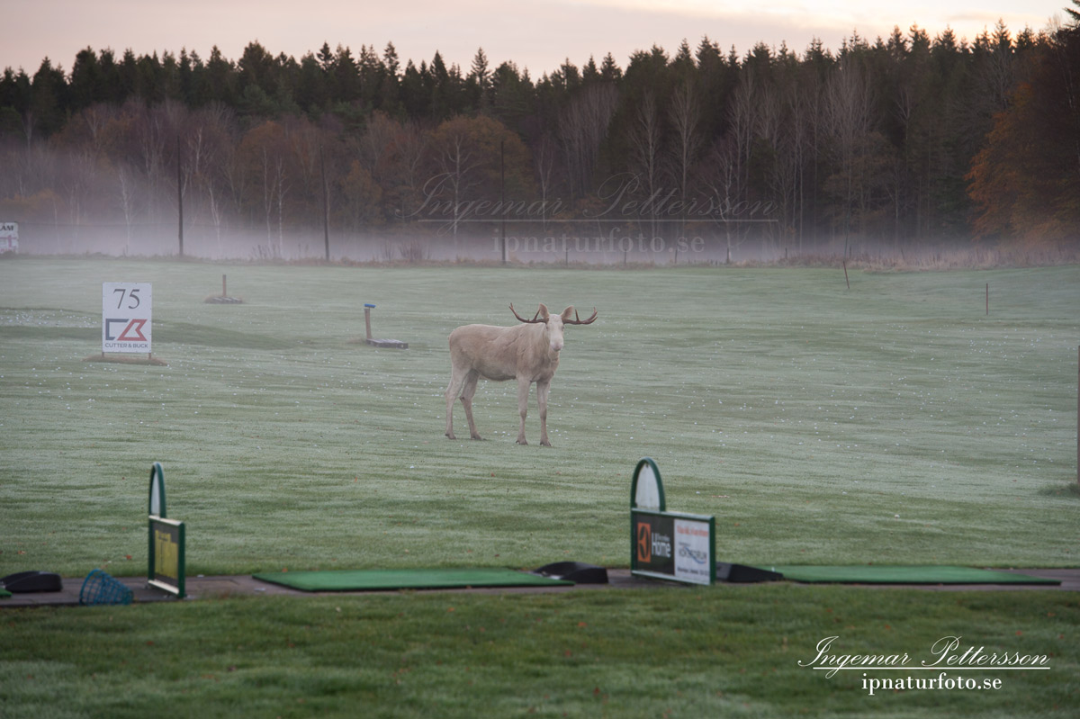 vit_alg_spirit_moose_white_moose_ingemar_pettersson_tjur_ipnaturfoto_se_golf_drivingrange_torreby_golf_player_va355