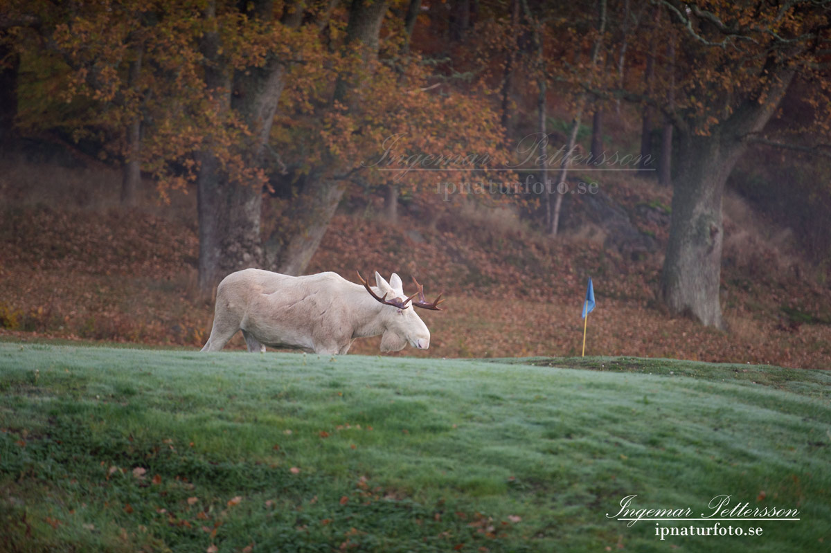 vit_alg_spirit_moose_white_moose_ingemar_pettersson_tjur_ipnaturfoto_se_golf_green_torreby_golf_player_va352