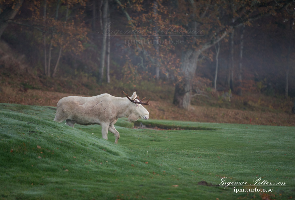 vit_alg_spirit_moose_white_moose_ingemar_pettersson_tjur_ipnaturfoto_se_golf_green_torreby_golf_player_va353