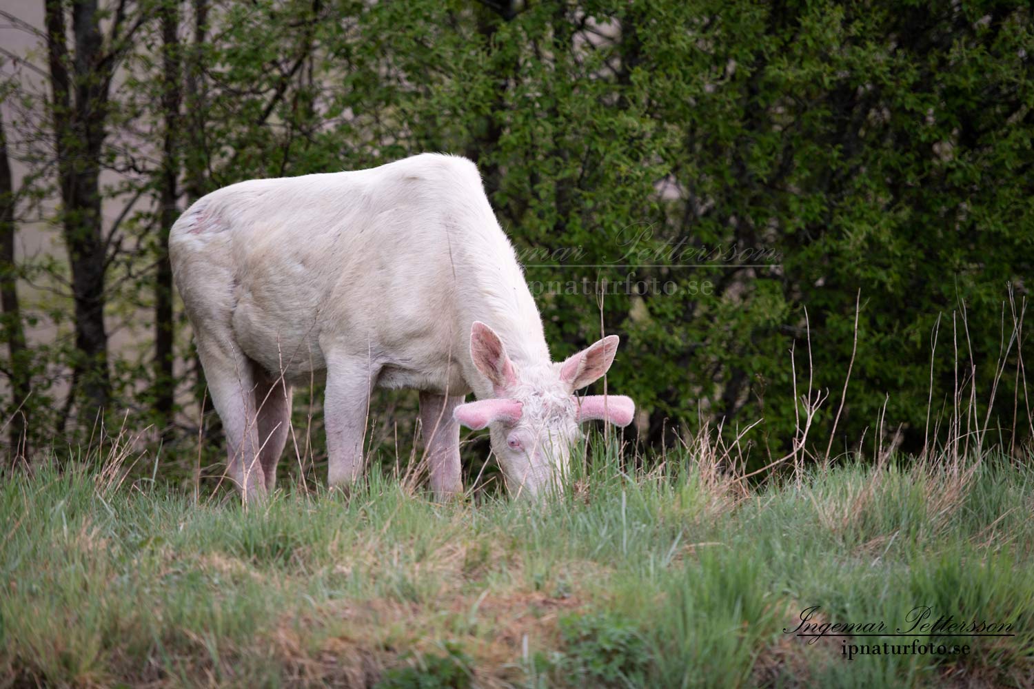 vit_alg_spirit_moose_white_moose_ingemar_pettersson_tjur_ipnaturfoto_se_leucism_albino_va489