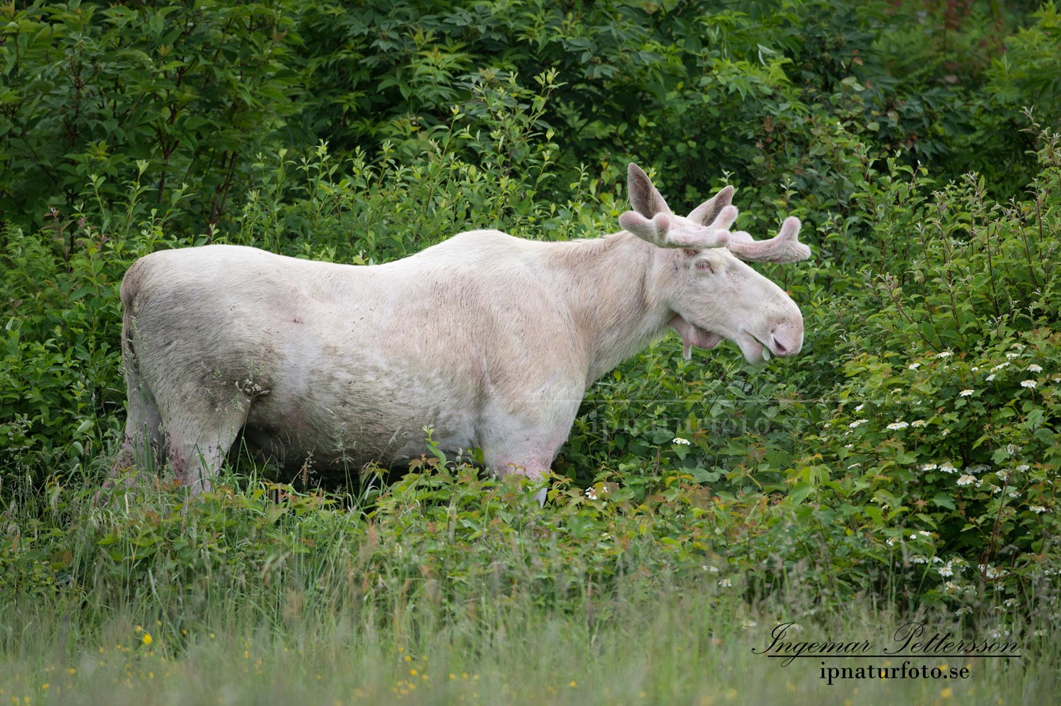 vit_alg_spirit_moose_white_moose_ingemar_pettersson_tjur_ipnaturfoto_se_va300