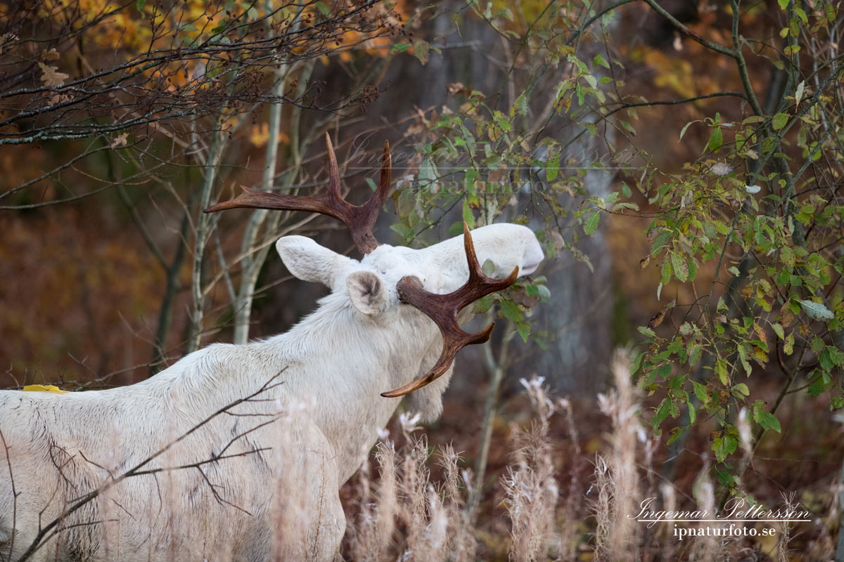 vit_alg_spirit_moose_white_moose_ingemar_pettersson_tjur_ipnaturfoto_se_va335