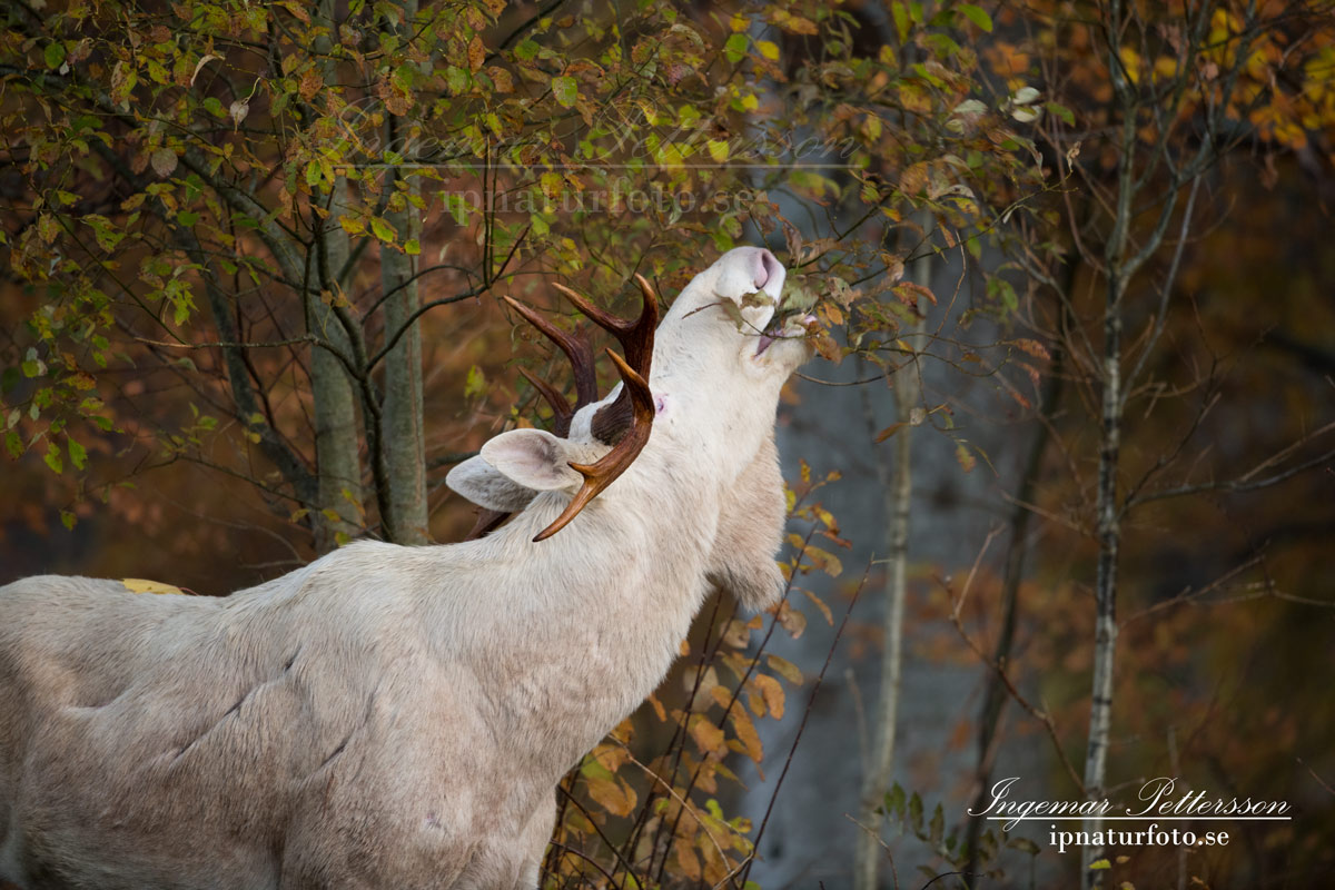 vit_alg_spirit_moose_white_moose_ingemar_pettersson_tjur_ipnaturfoto_se_va336