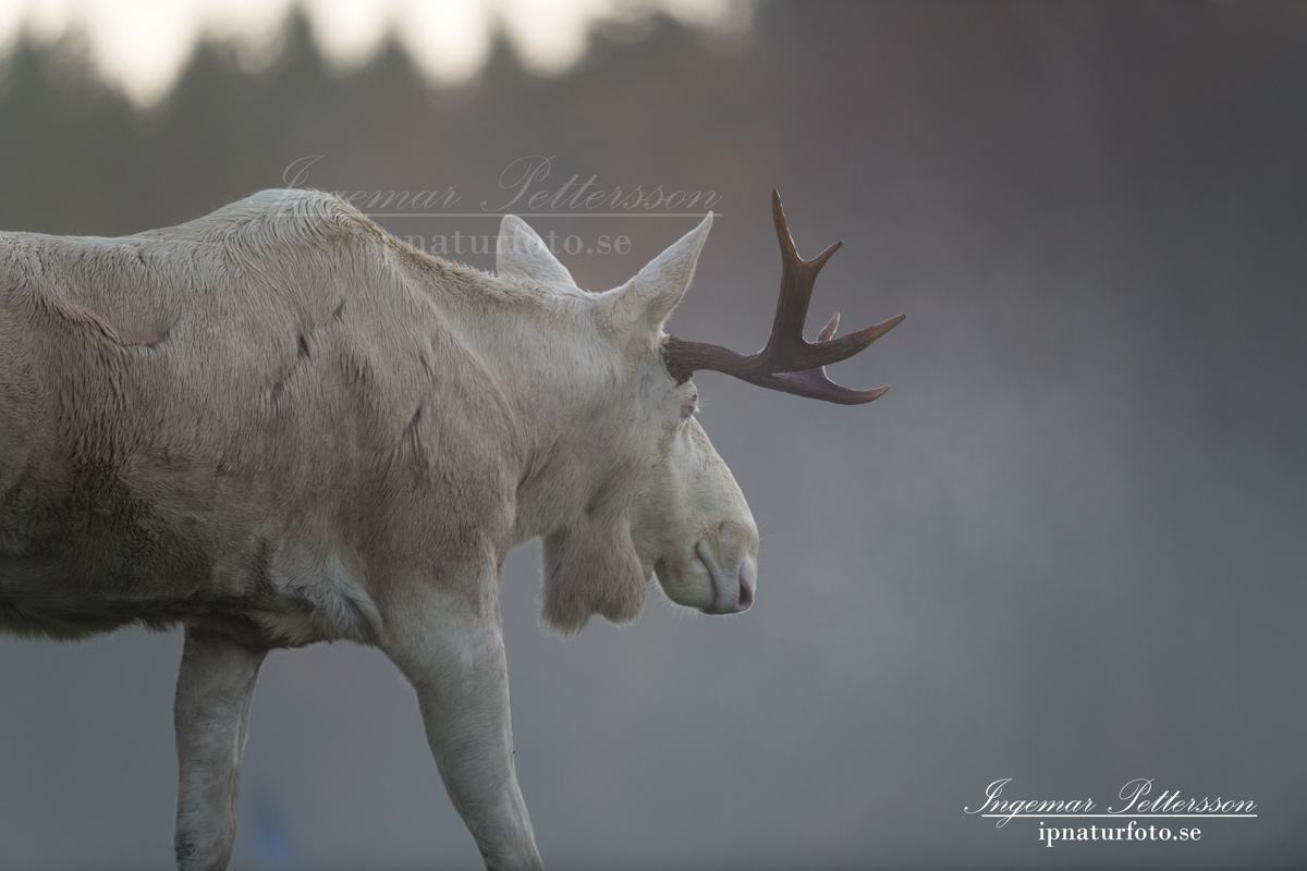vit_alg_spirit_moose_white_moose_ingemar_pettersson_tjur_ipnaturfoto_se_va342