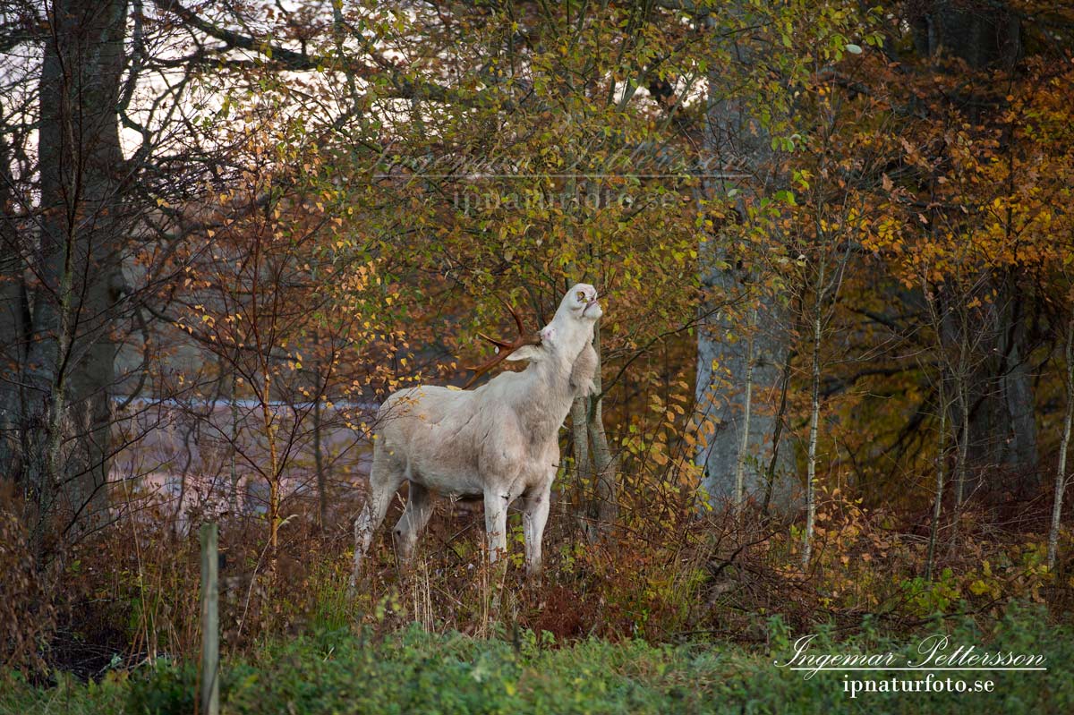 vit_alg_spirit_moose_white_moose_ingemar_pettersson_tjur_ipnaturfoto_se_va344
