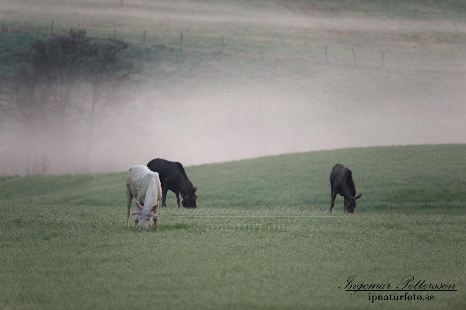 vit_alg_spirit_moose_white_moose_ingemar_pettersson_tjur_ipnaturfoto_se_va377