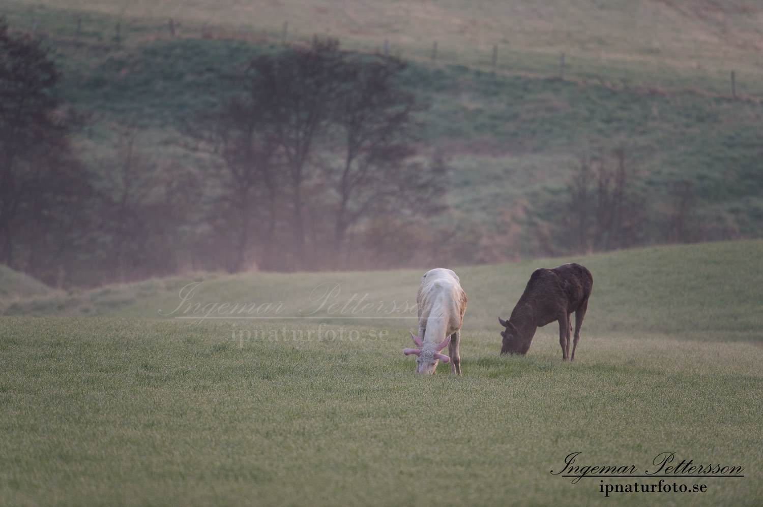 vit_alg_spirit_moose_white_moose_ingemar_pettersson_tjur_ipnaturfoto_se_va379
