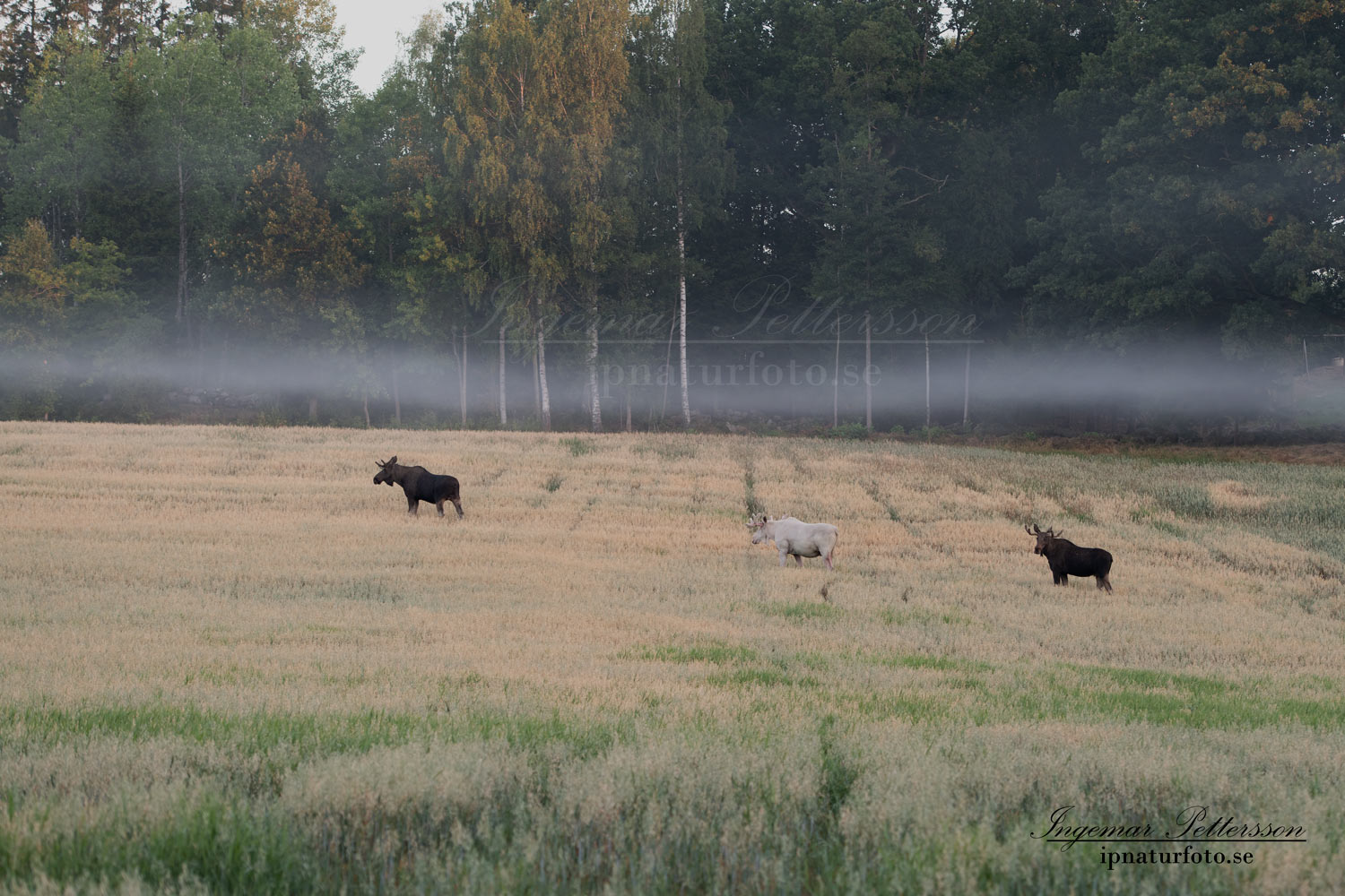 vit_alg_spirit_moose_white_moose_ingemar_pettersson_tjur_ipnaturfoto_se_va434