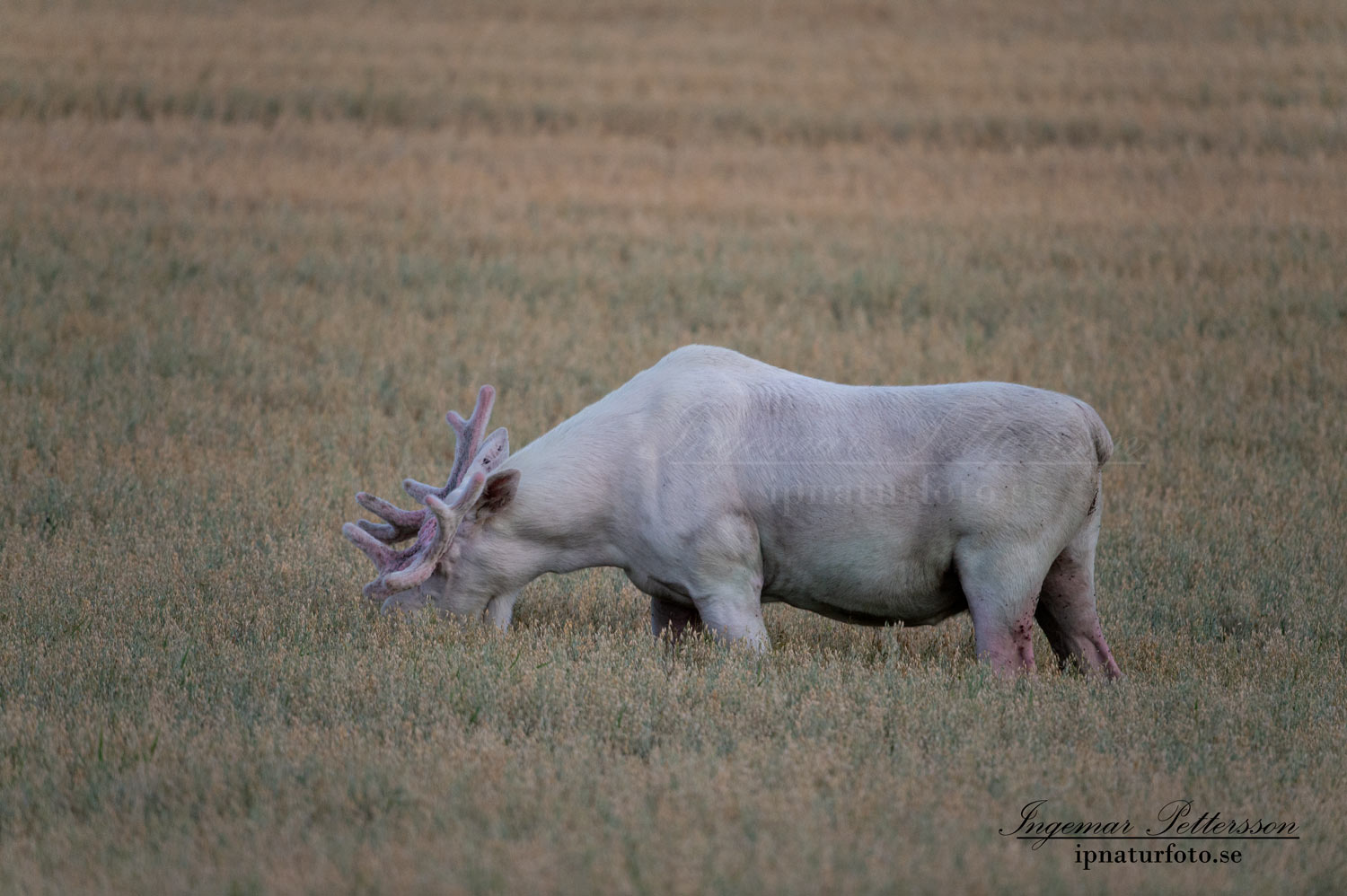vit_alg_spirit_moose_white_moose_ingemar_pettersson_tjur_ipnaturfoto_se_va440
