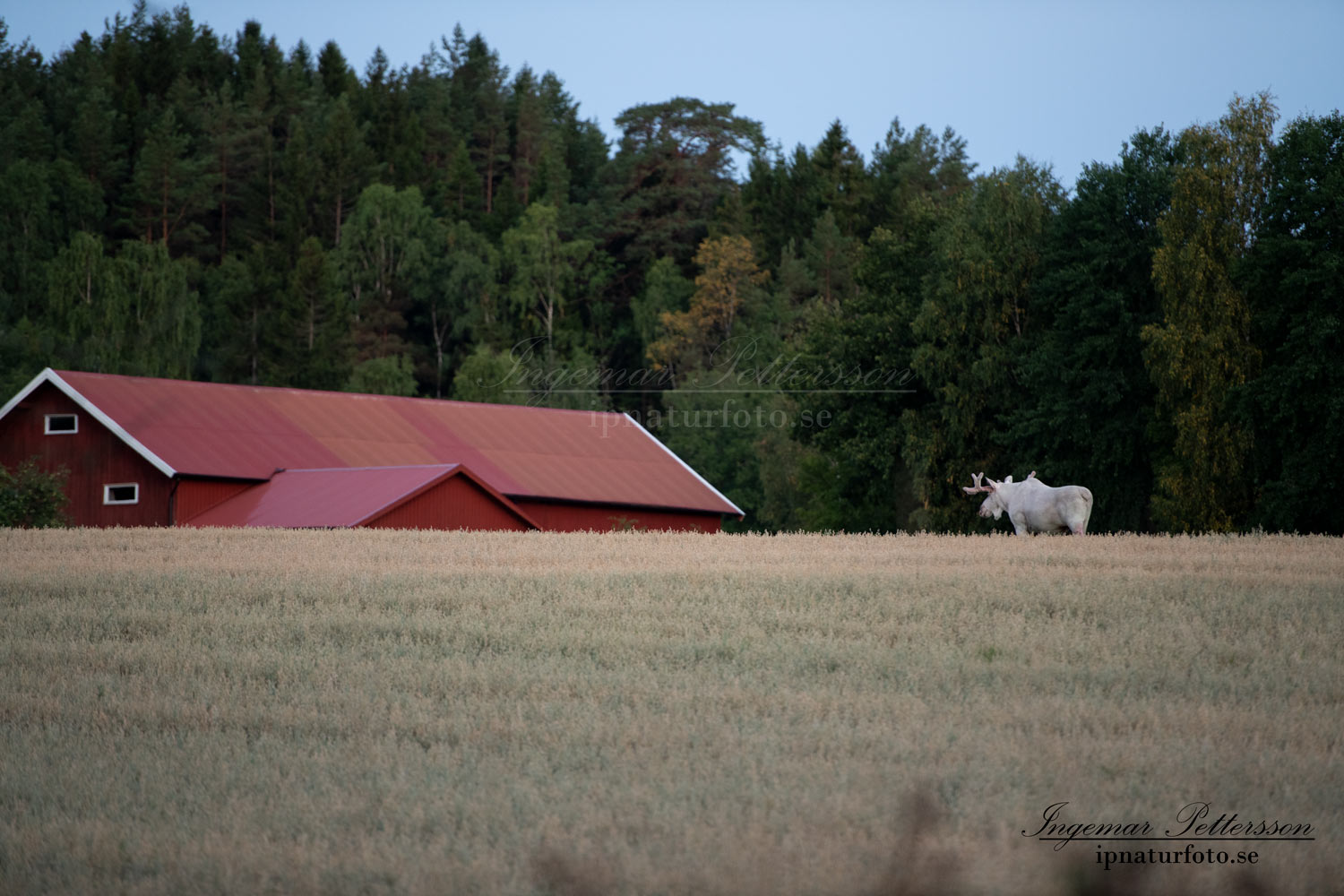 vit_alg_spirit_moose_white_moose_ingemar_pettersson_tjur_ipnaturfoto_se_va443