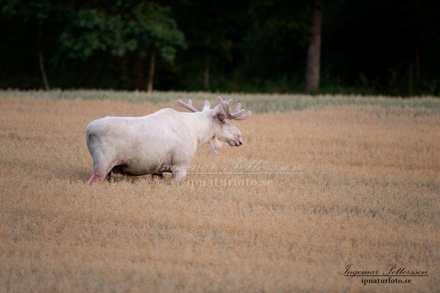 vit_alg_spirit_moose_white_moose_ingemar_pettersson_tjur_ipnaturfoto_se_va445