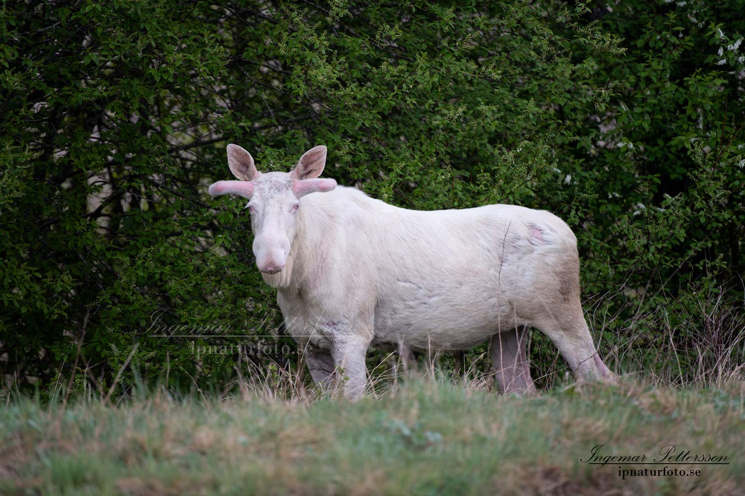 vit_alg_spirit_moose_white_moose_ingemar_pettersson_tjur_ipnaturfoto_se_va487