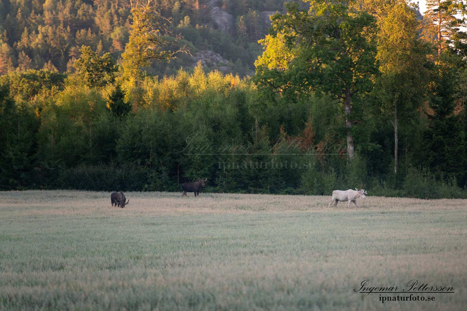 vit_alg_unicorn_white_moose_weißer_Elch_Sverige_berg_ipnaturfoto_se_va437