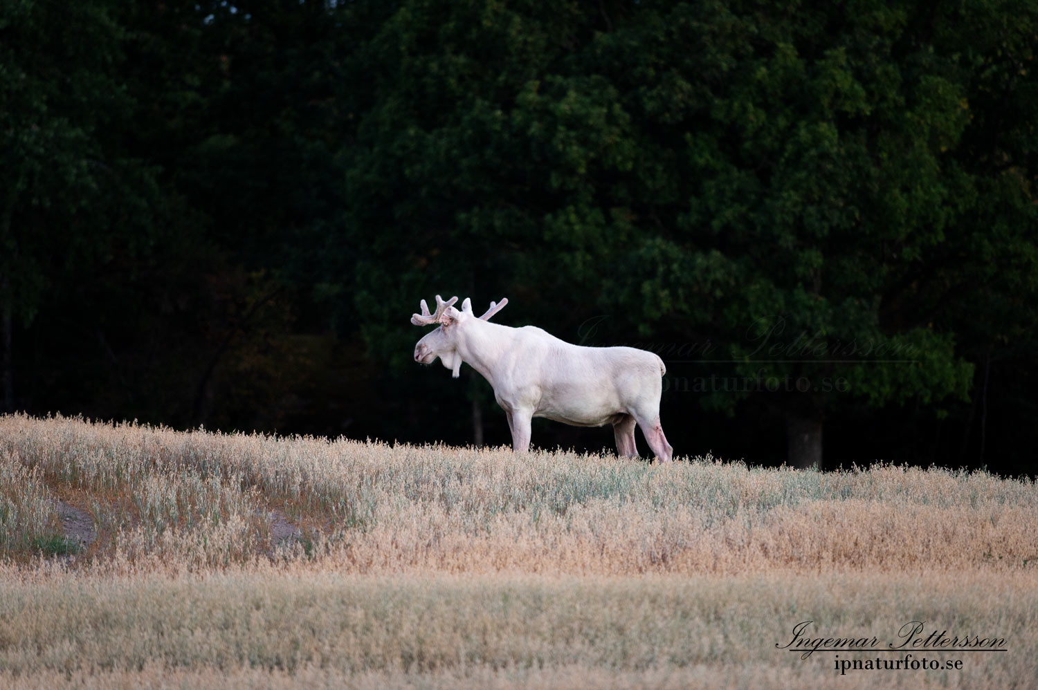 vit_alg_unicorn_white_moose_weißer_Elch_Sverige_munkedal_ipnaturfoto_se_va441