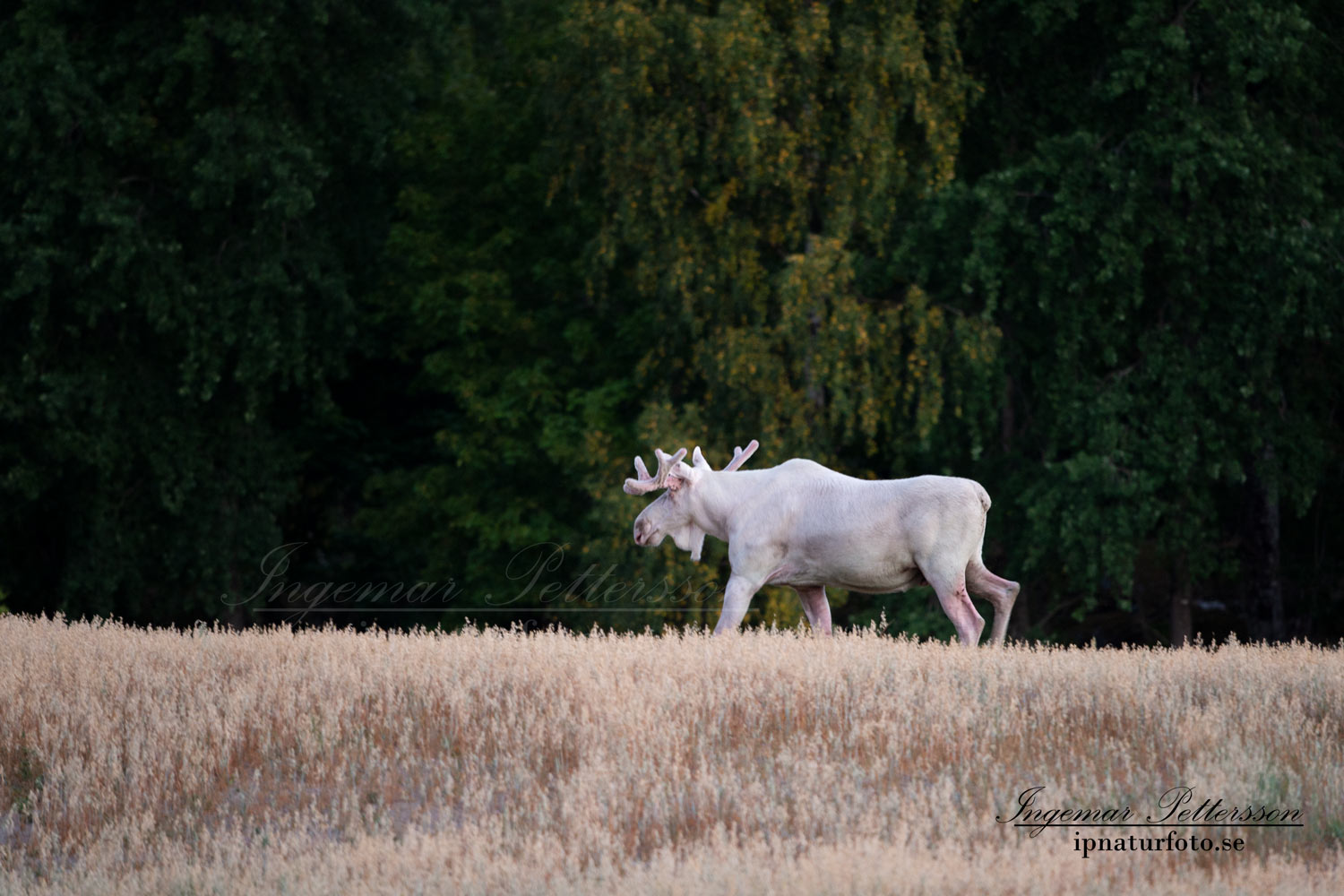 vit_alg_unicorn_white_moose_weißer_Elch_Sverige_munkedal_ipnaturfoto_se_va442
