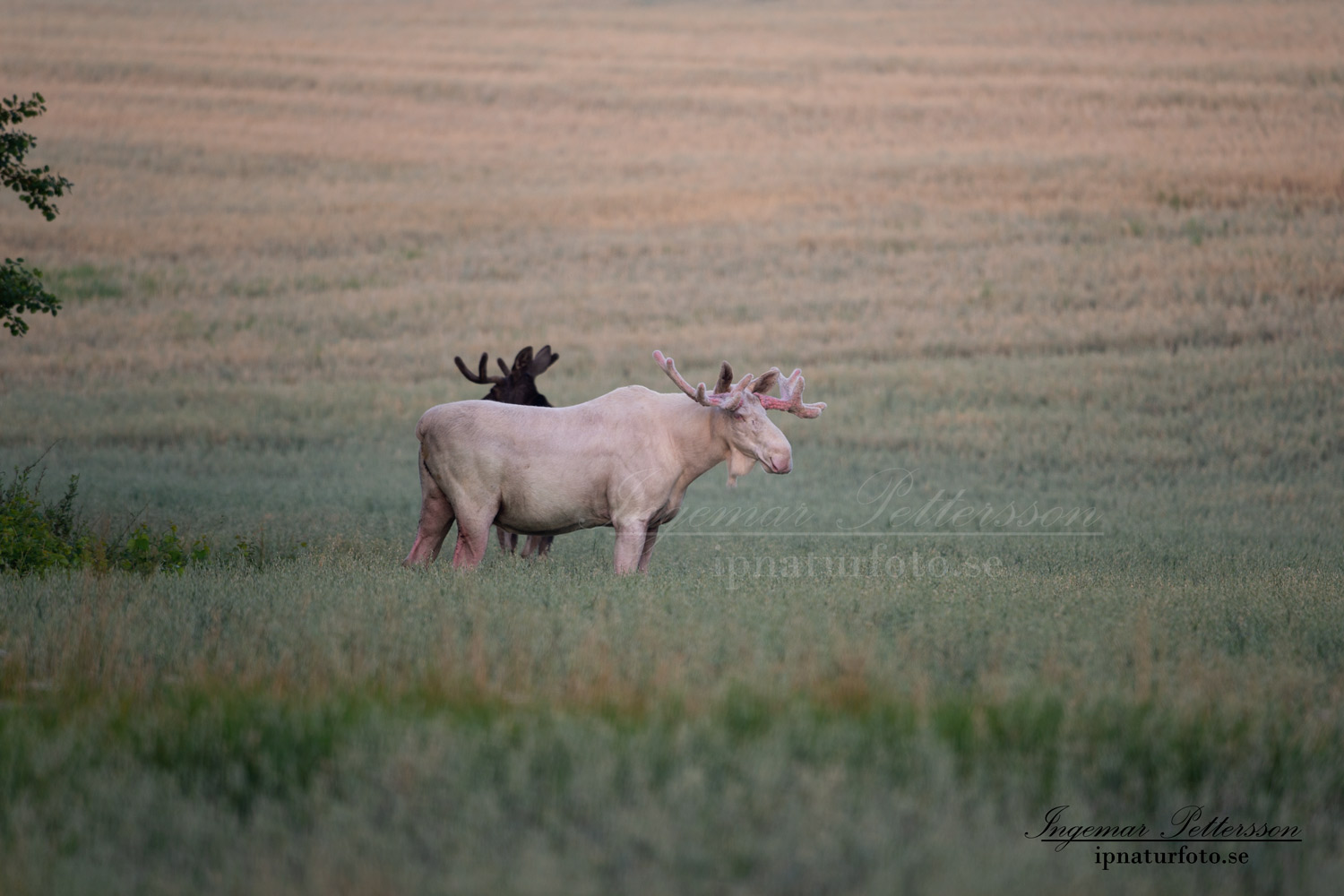 vit_alg_unicorn_white_moose_weißer_Elch_Sverige_naturfoto_ipnaturfoto_se_va425