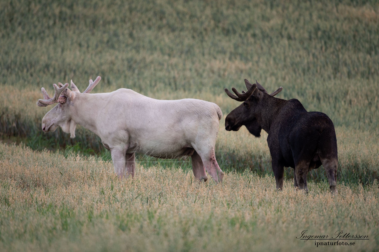 vit_alg_unicorn_white_moose_weißer_Elch_Sverige_naturfoto_ipnaturfoto_se_va426