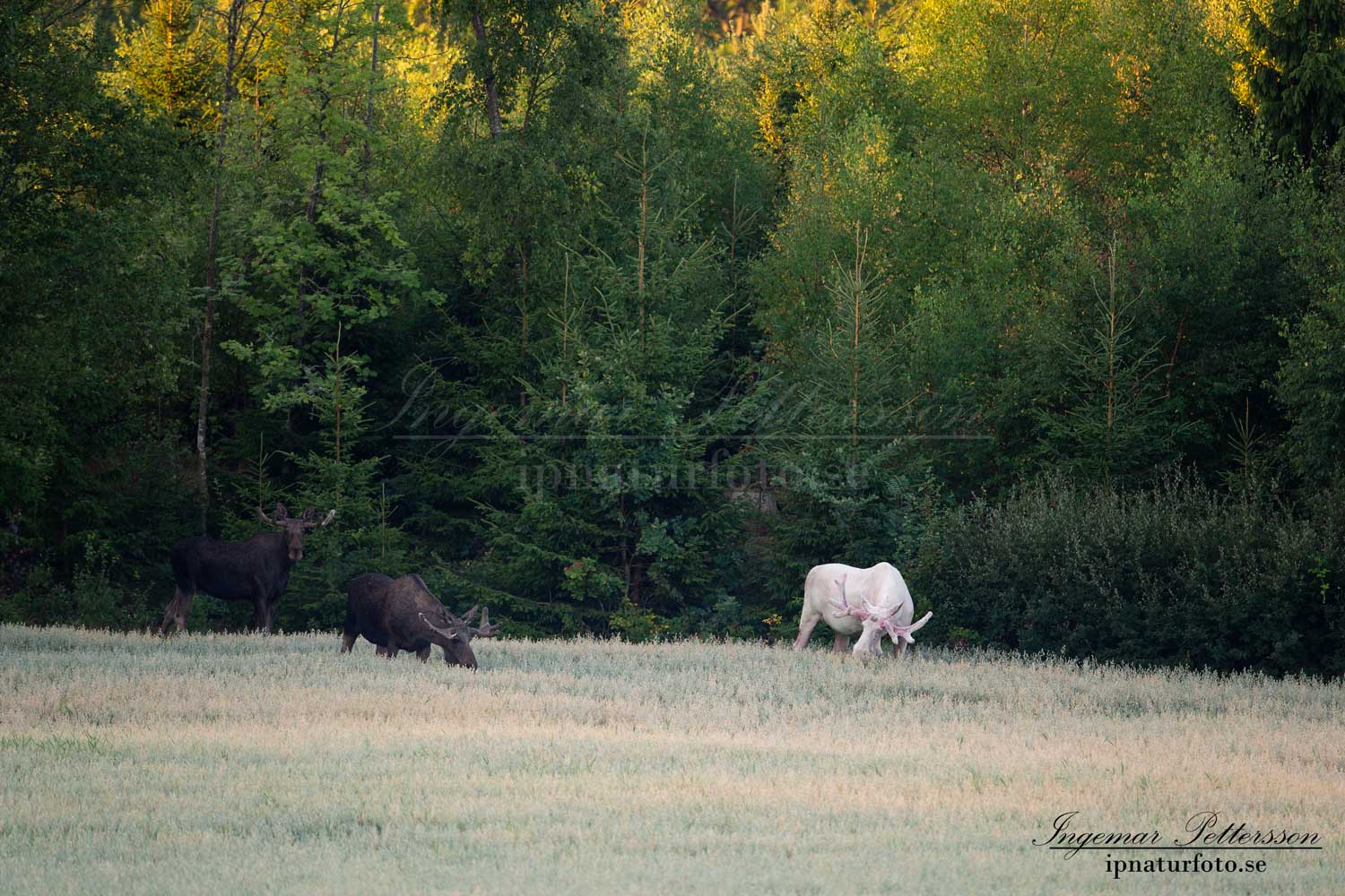 vit_alg_unicorn_white_moose_weißer_Elch_Sverige_naturfoto_ipnaturfoto_se_va430