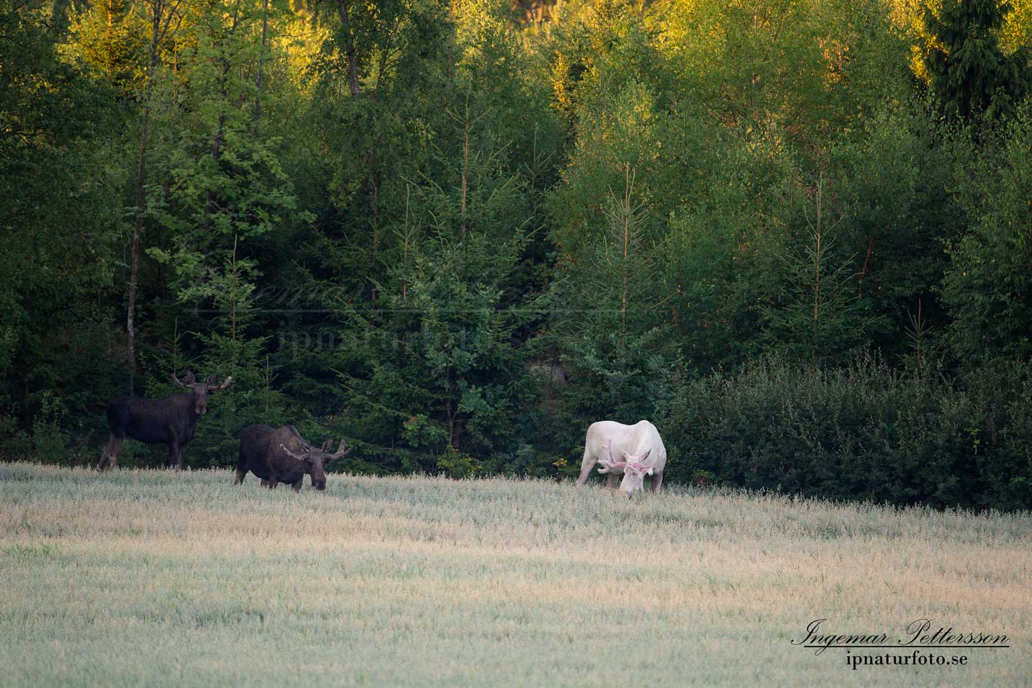 vit_alg_unicorn_white_moose_weißer_Elch_Sverige_naturfoto_ipnaturfoto_se_va431