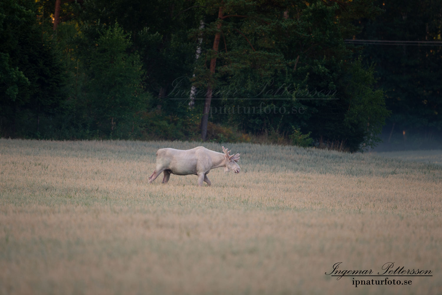 vit_alg_unicorn_white_moose_weißer_Elch_Sverige_naturfoto_ipnaturfoto_se_va432