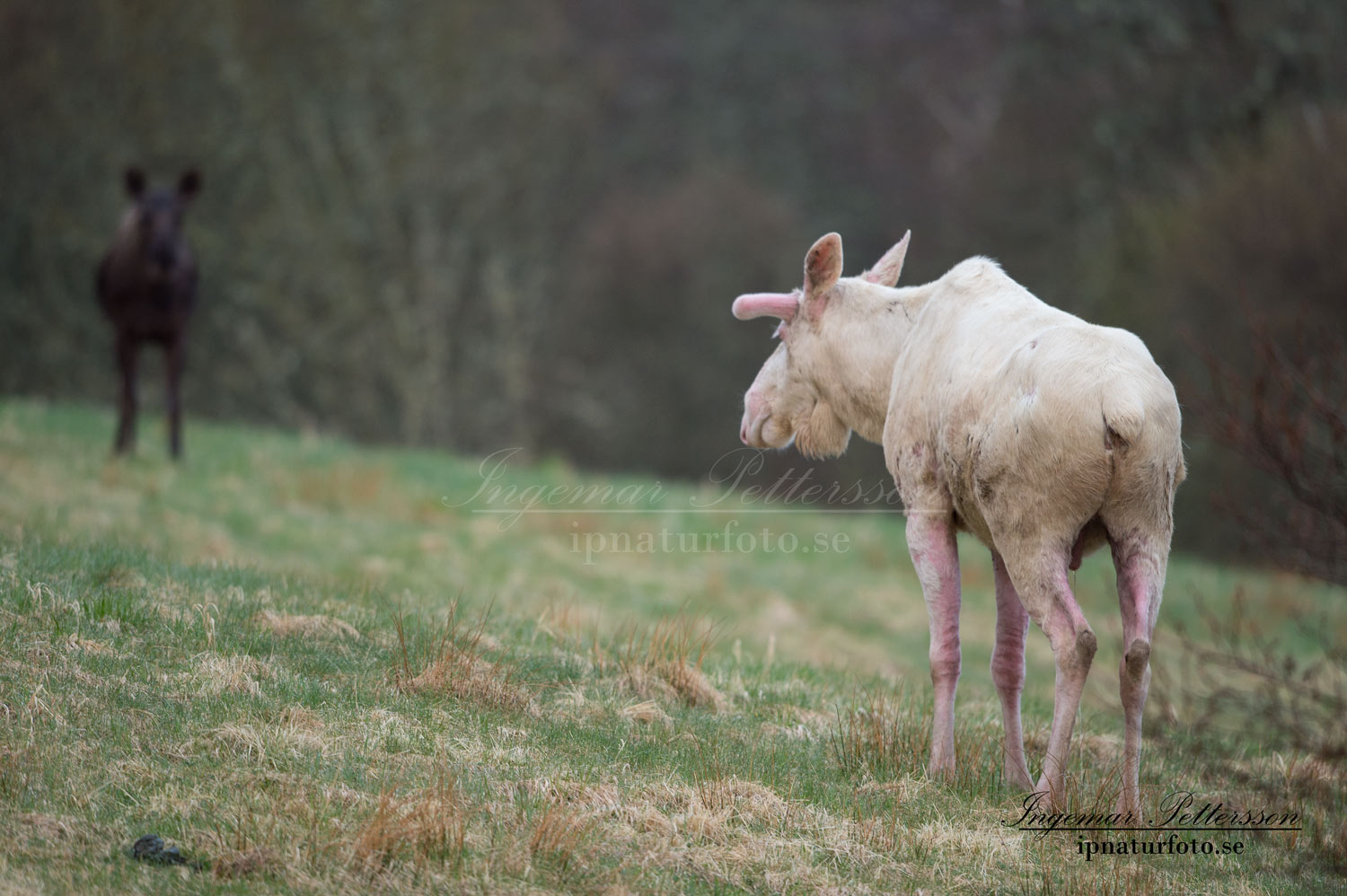 vit_alg_unicorn_white_moose_weißer_Elch_Sverige_naturfoto_va411