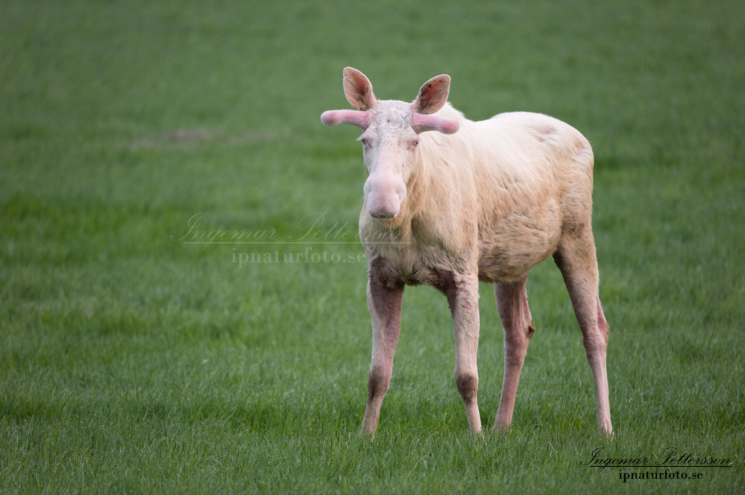 vit_alg_vitalg_elch_white_moose_spirit_moose_sagoalg_ipnaturfoto_se_munkedal_va406
