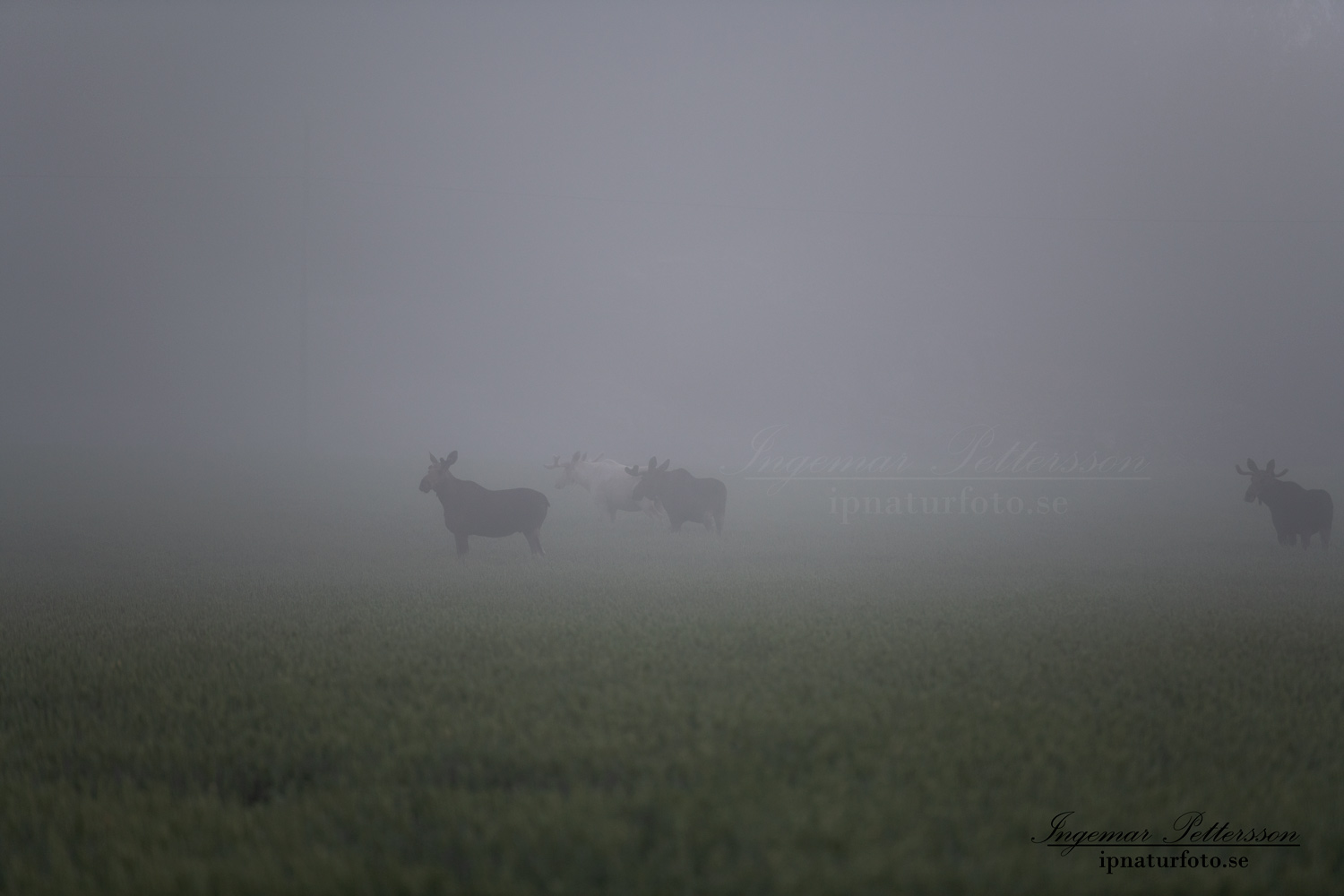 vit_alg_vitalg_elch_white_moose_spirit_moose_sagoalg_ipnaturfoto_se_munkedal_va423