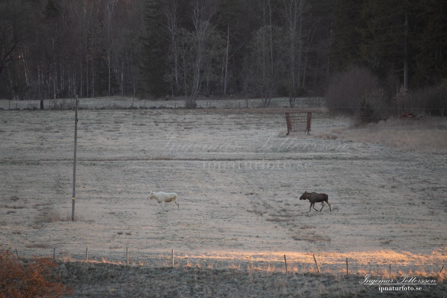 vit_alg_vitalg_white_moose_whitemoose_leucism_landskap_frost_ipnaturfoto_se_va485