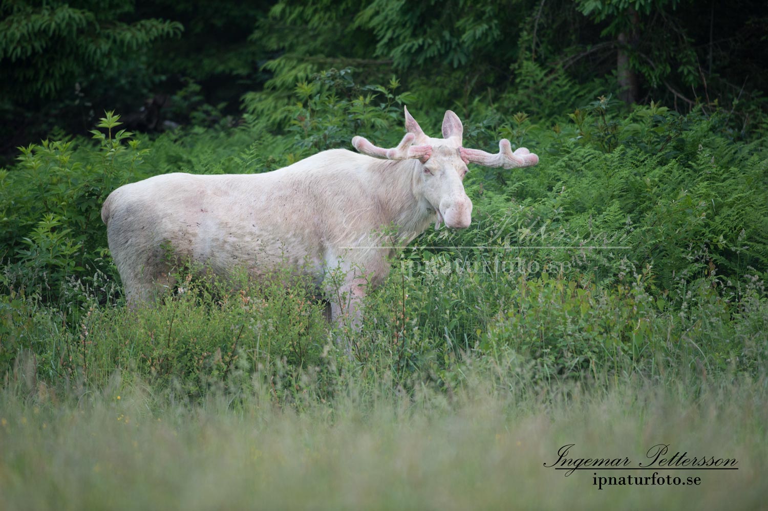 vit_alg_white_moose_elch_alces_ipnaturfoto_se_ingemar_pettersson_spirit_moose_va301