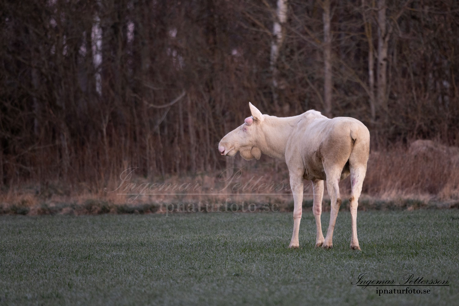 vit_alg_white_moose_elch_spirit_moose_jakt_leucism_albino_ipnaturfoto_se_va478