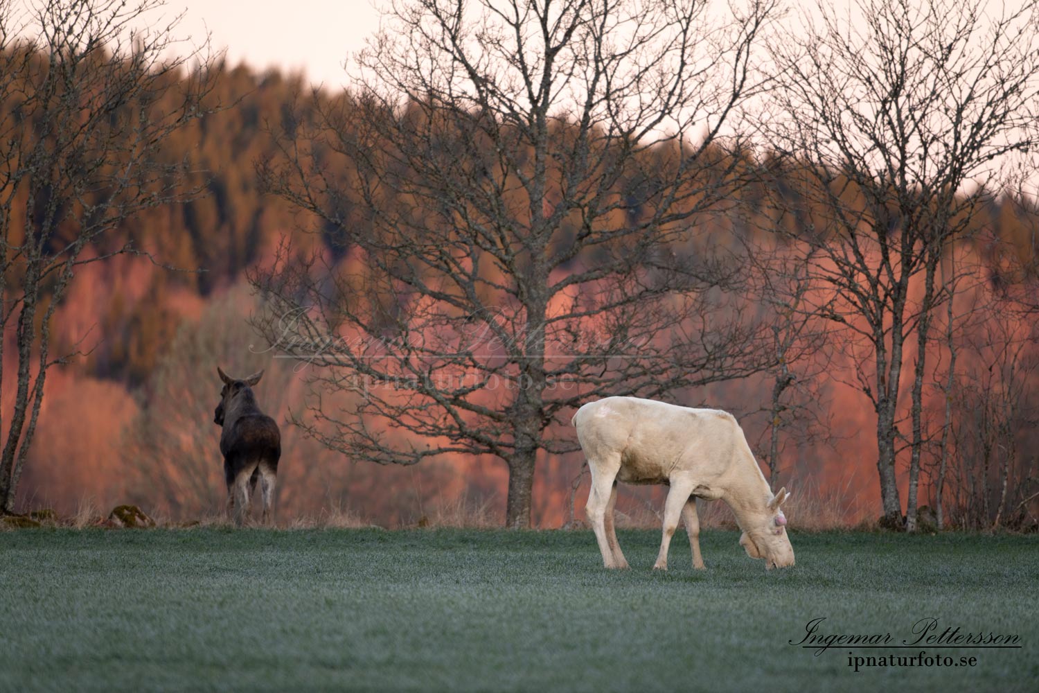 vit_alg_white_moose_elch_spirit_moose_vitalg_algtjur_klovvilt_ipnaturfoto_se_va480