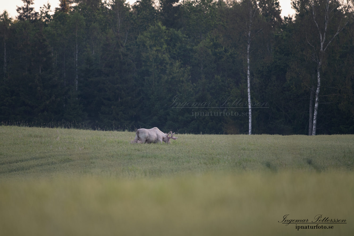 vit_alg_white_moose_elch_spirit_moose_vitalg_algtjur_klovvilt_ipnaturfoto_se_va503