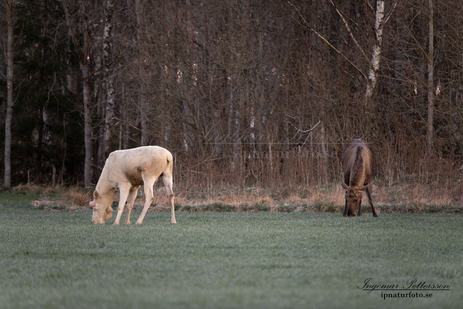 vit_alg_white_moose_leucism_albino_sverige_unicorn_ipnaturfoto_se_elch_va479