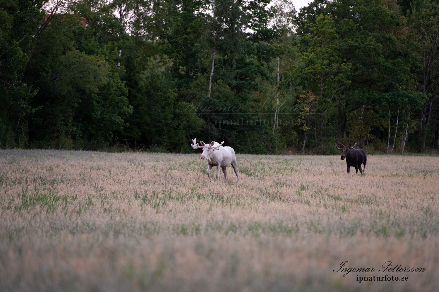 vit_alg_white_moose_weißer_Elch_leucism_jordbruk_lantbruk_albino_natur_skada_va456