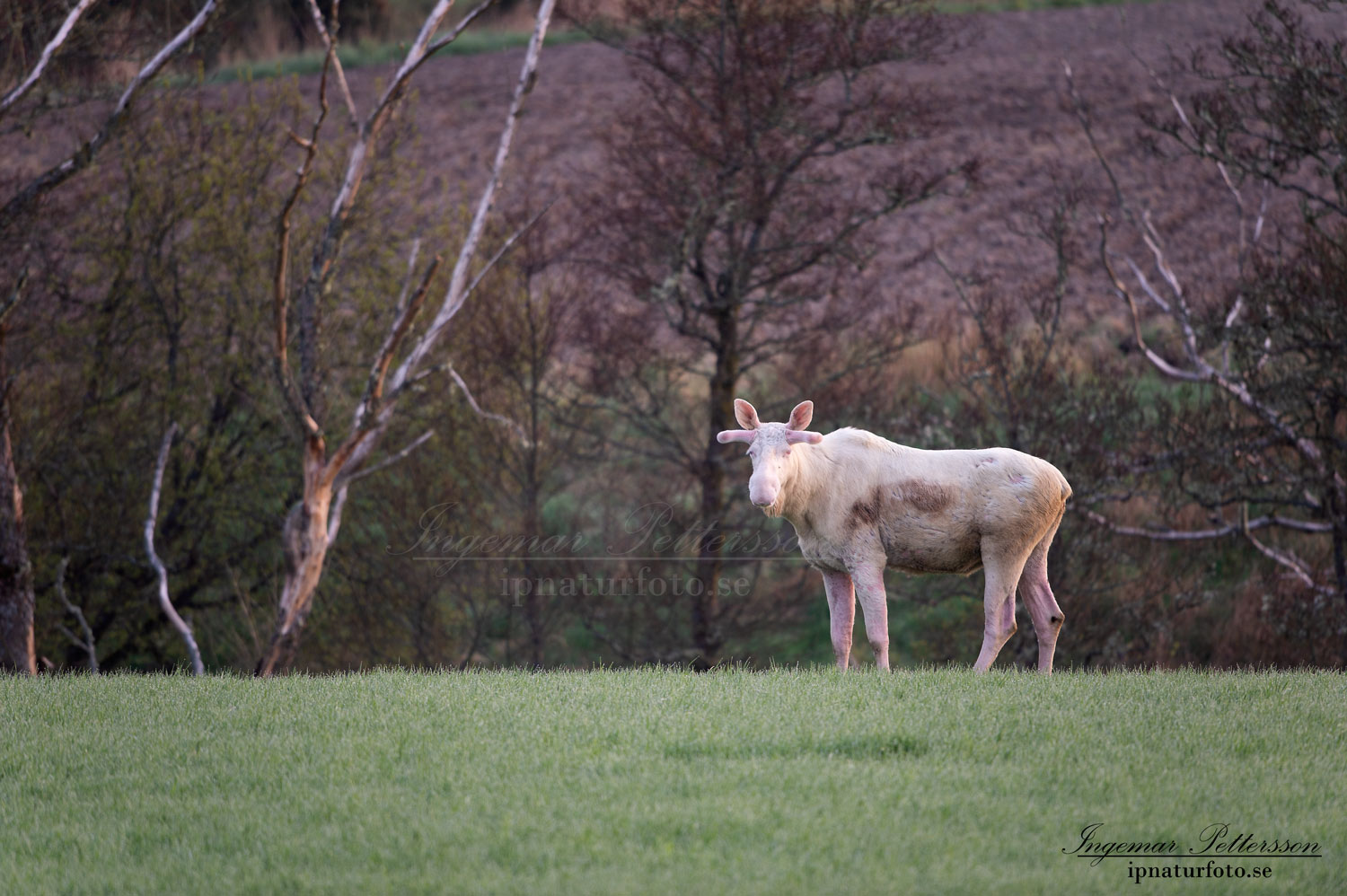 weißer_Elch_vit_alg_white_moose_leucism_albino_spirit_moose_unicorn_ipnaturfoto_se_va414