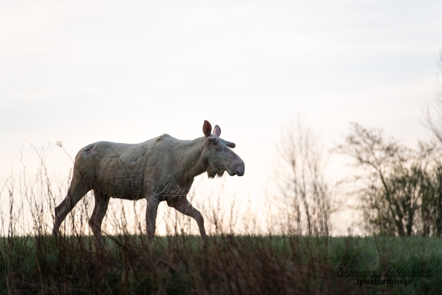weißer_Elch_vitalg_vit_alg_white_moose_unicorn_ingemar_pettersson_va417